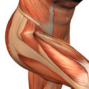 Muscle Spotlight: Hip Flexors