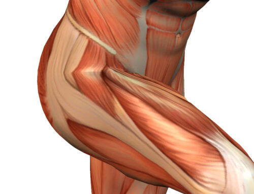 Muscle Spotlight: The Glutes