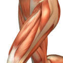 Muscle Spotlight: The Quadriceps