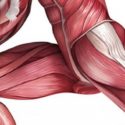 Test Your Muscle Length: The Hip Flexors
